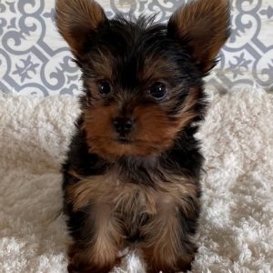 PuppyFind.com,248425